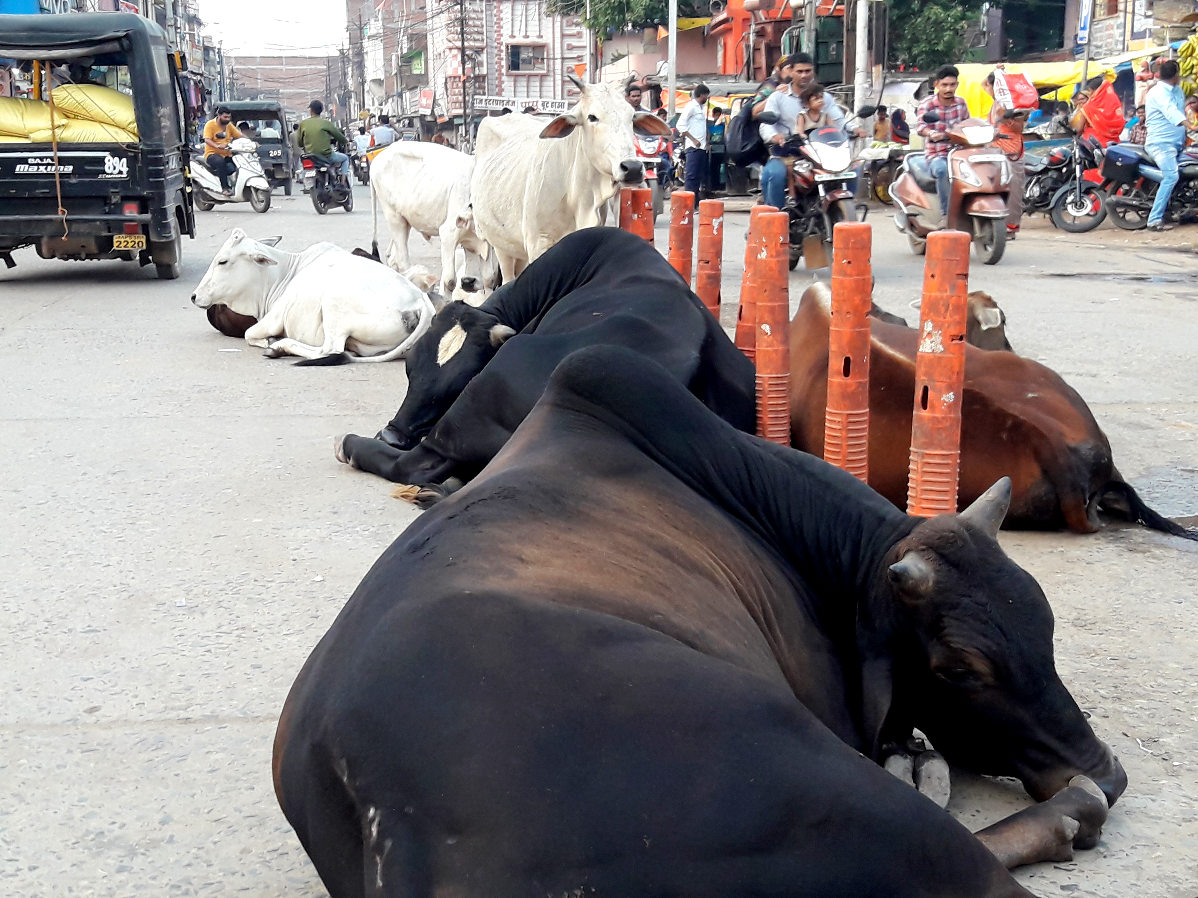   आवारा मवेशियों के चलते आये दिन हो रही दुर्घटनायें, नपा बना मूक दर्शक 